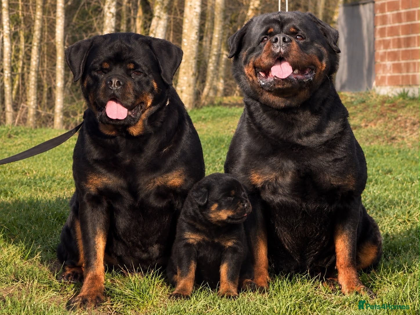 Rottweiler dogs Top quality kc reg Rottweiler pups german/serbian - Advert 1
