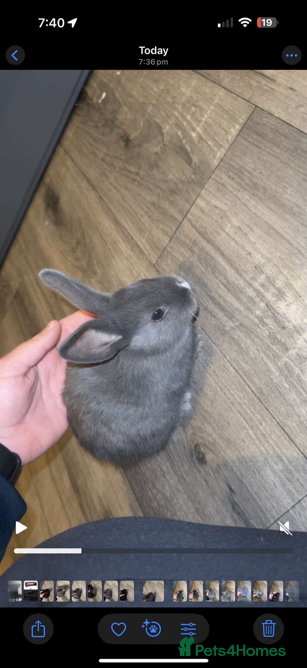 Mixed Breed rabbits for sale: savannah mini lop bunny - Image 9