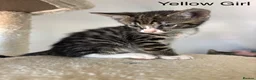 Savannah cats for sale: F4 Savannah x British Shorthair Kittens Available in Northampton - Advert 4