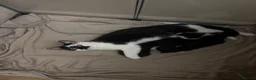 Mixed Breed cats for sale: 5 beautiful black and white kittens  - Advert 2