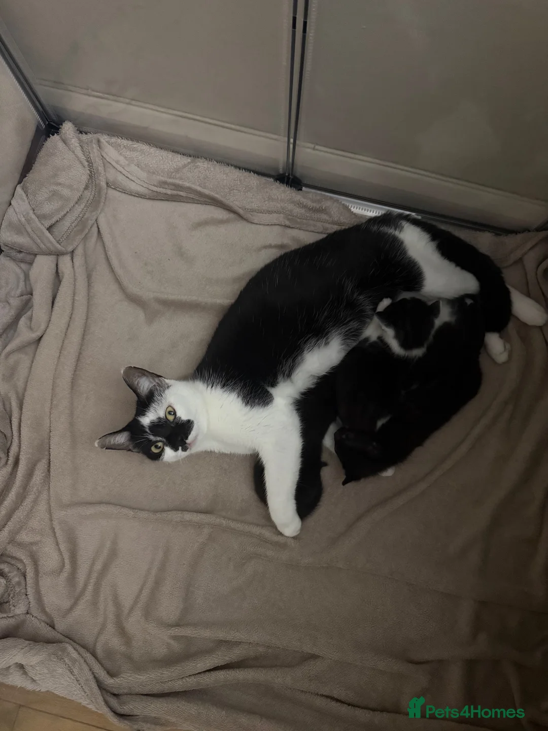 Mixed Breed cats for sale: 5 beautiful black and white kittens  - Advert 2