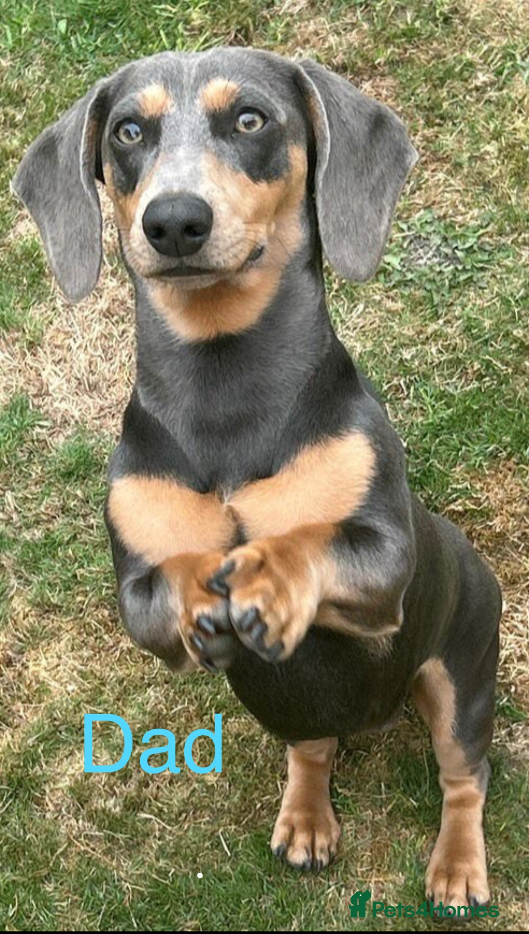 Miniature Dachshund dogs for stud: For stud - Advert 4