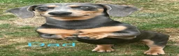 Miniature Dachshund dogs for stud: For stud - Advert 3