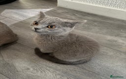 British Shorthair cats for sale: British shorthair kittens - Image 2
