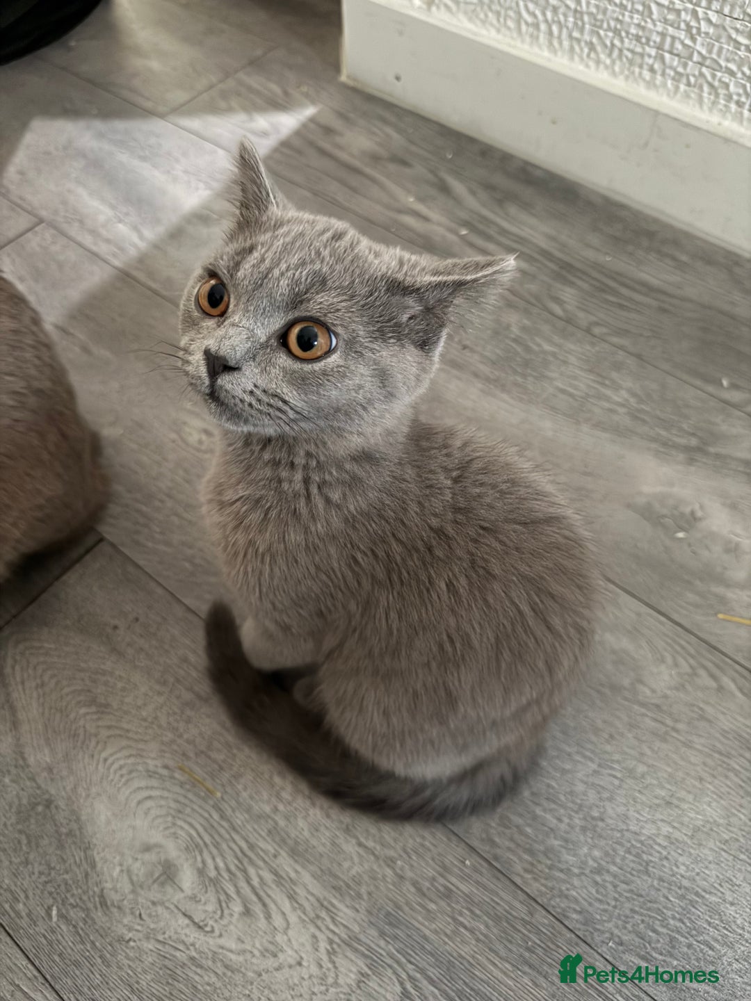British Shorthair cats for sale: British shorthair kittens - Image 2