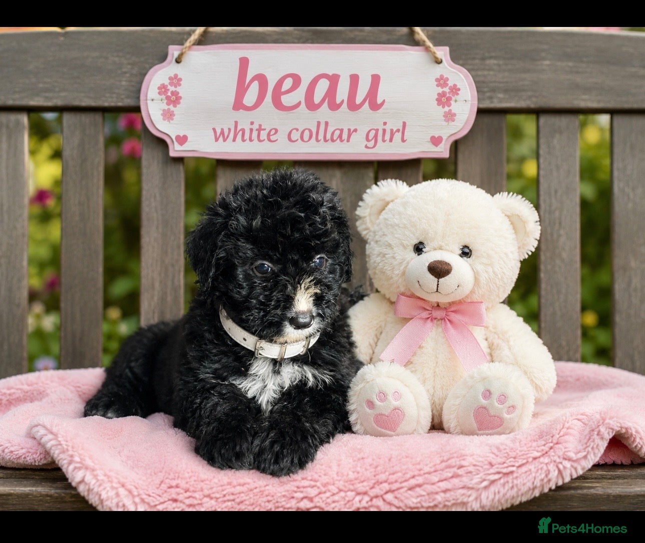 Bernedoodle dogs standard F1 Bernadoodles black/white last 4 1600  - Advert 2