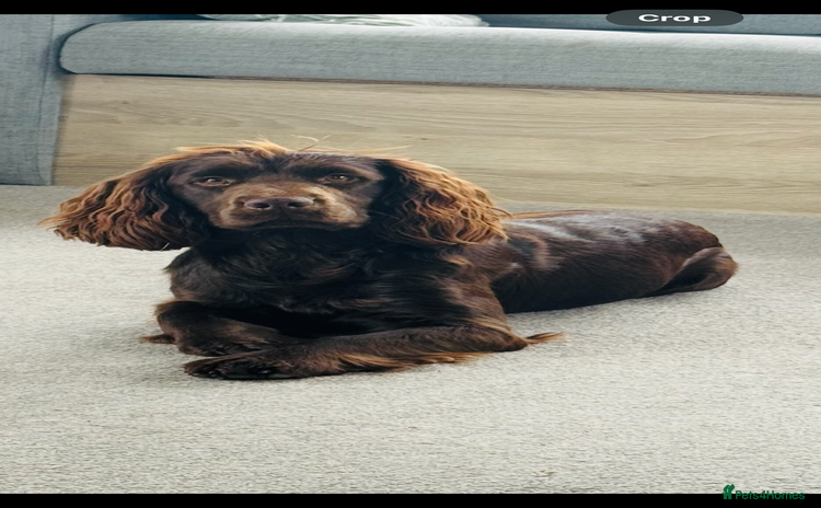 Cocker Spaniel dogs - Advert 15