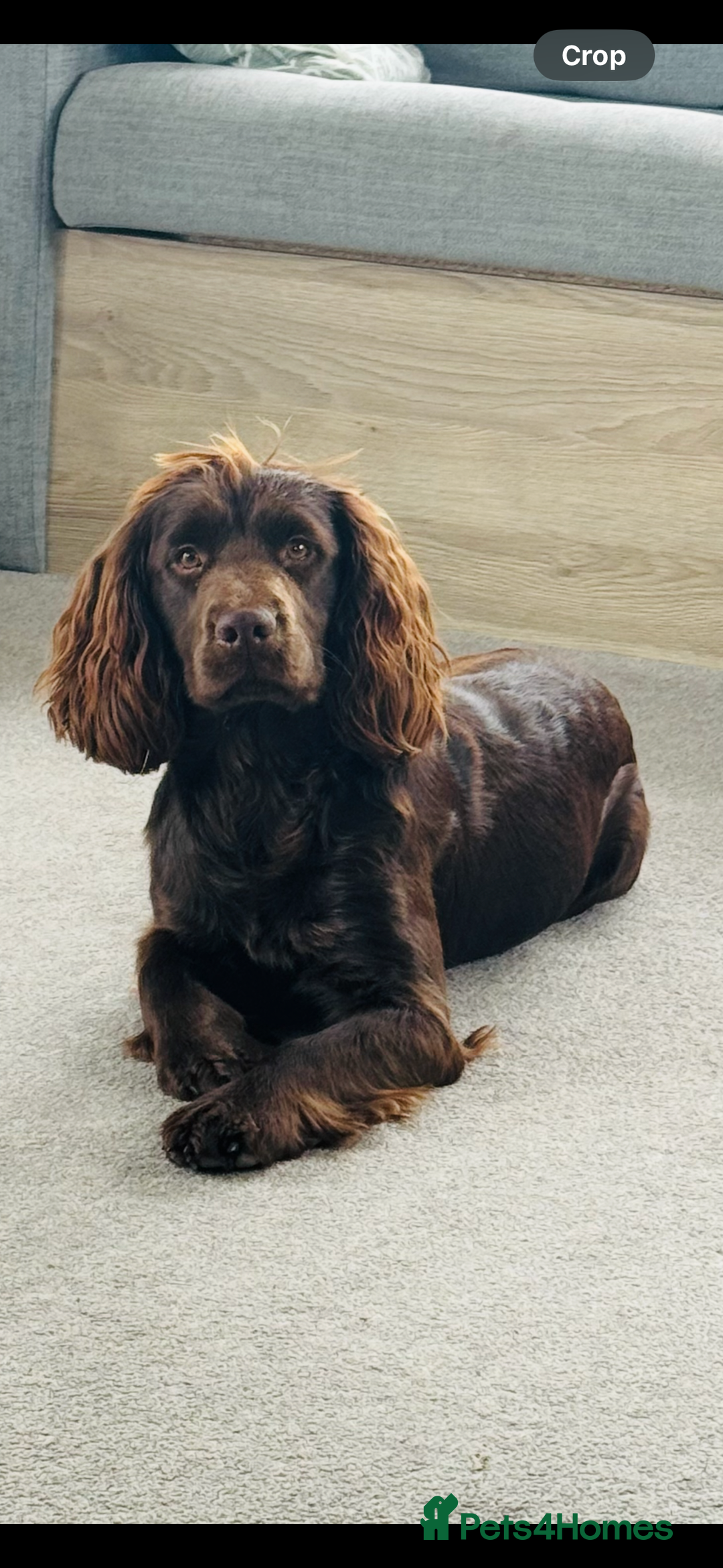 Cocker Spaniel dogs for sale: 1 year old working cocker  - Image 1