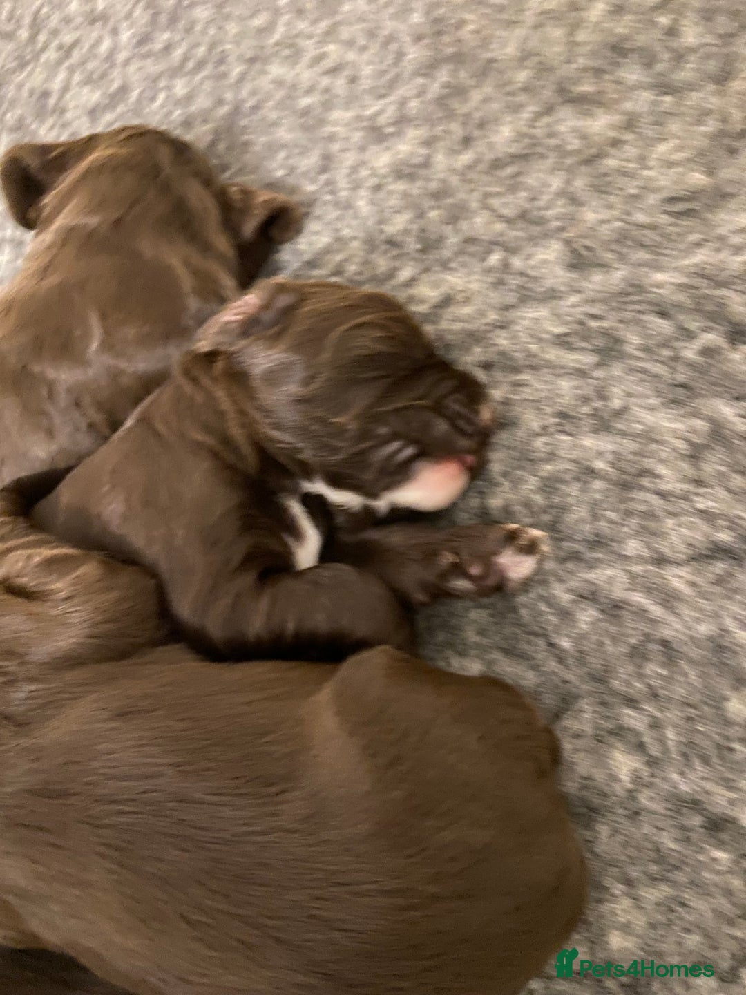 Cocker Spaniel dogs for sale: 7 STUNNING CHOCOLATE WORKING COCKERS ⭐️⭐️⭐️⭐️⭐️ - Advert 6