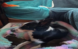 Border Collie dogs for sale: Stunning border collie puppies  - Image 3