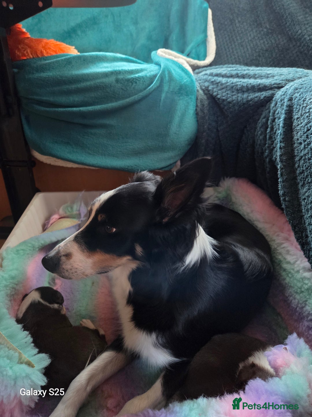 Border Collie dogs for sale: Stunning border collie puppies  - Image 3