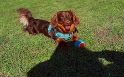 Miniature Dachshund dogs for sale: Miniature dachshund  - Image 2