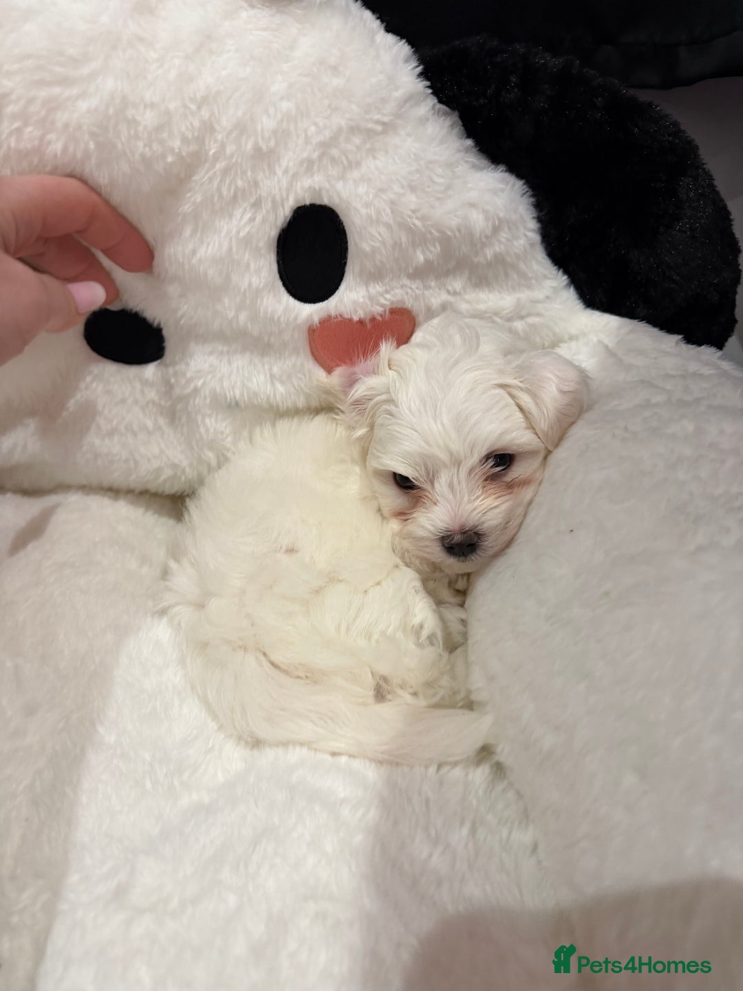 Maltese dogs for sale: Gorgeous Maltese puppies  - Advert 16