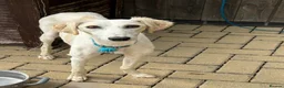 Lurcher dogs for sale: Lurcher puppies  - Advert 1
