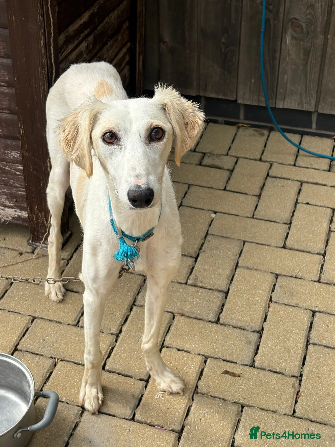 Lurcher dogs for sale: Lurcher puppies  - Advert 1