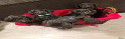 Doxiepoo dogs for sale: Ready now Miniature poodle x dacshund - Advert 1