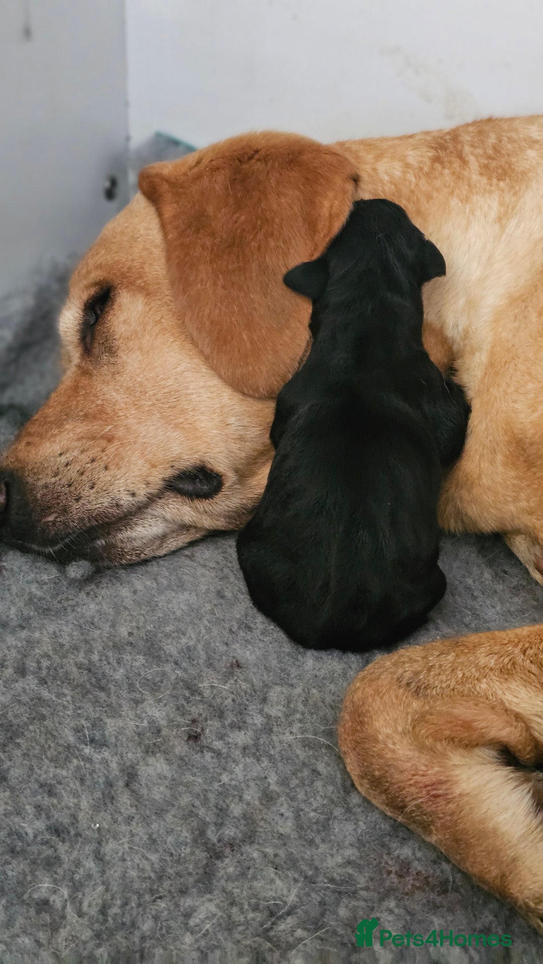 Labrador Retriever dogs for sale: KC Labrador Puppies – Ready 23rd August 🐾 - Image 19