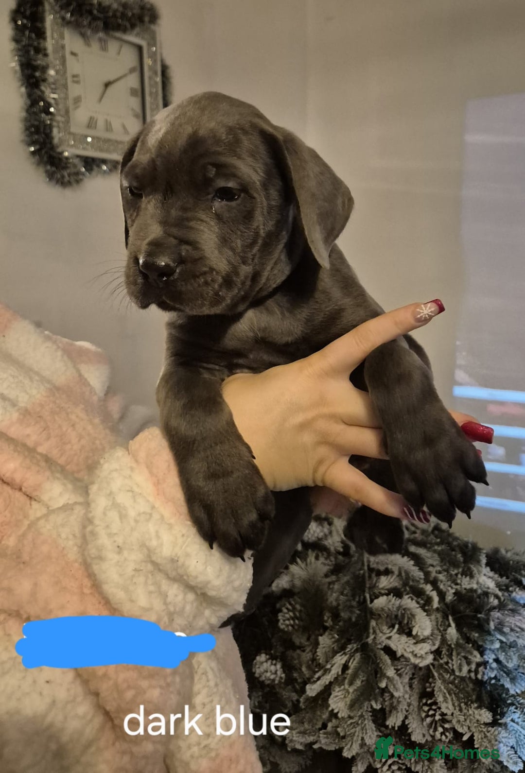 Cane Corso dogs for sale: Cane corso puppies - Advert 12