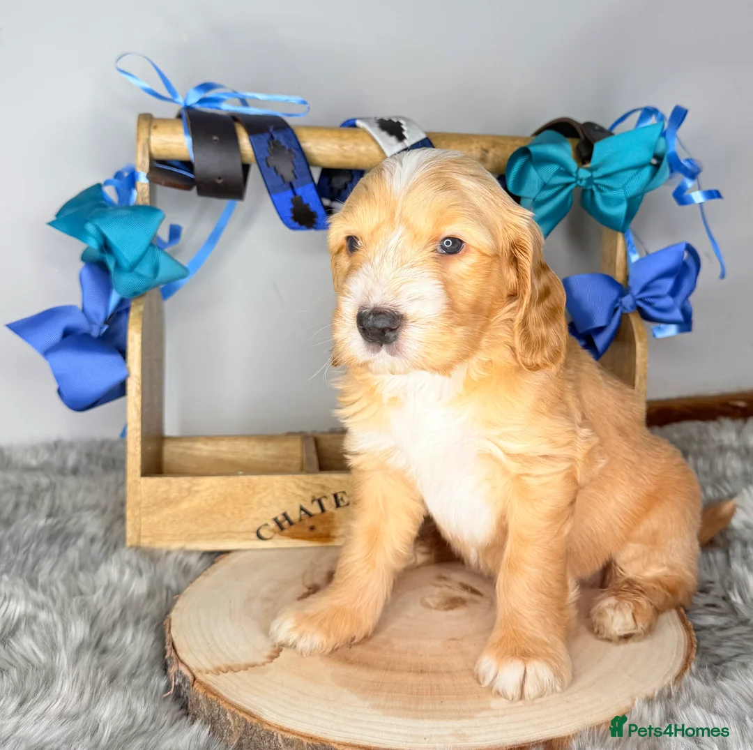 Australian Labradoodle dogs for sale: Australian labradoodle  - Advert 20