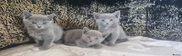 Russian Blue cats for sale: **TICA full pedigree Russian Blue kittens - Advert 5
