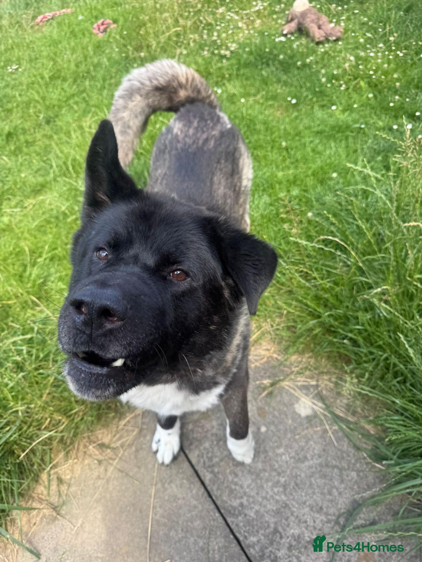Akita dogs AMERICAN AKITA — 9 YEAR OLD MALE  - Advert 10