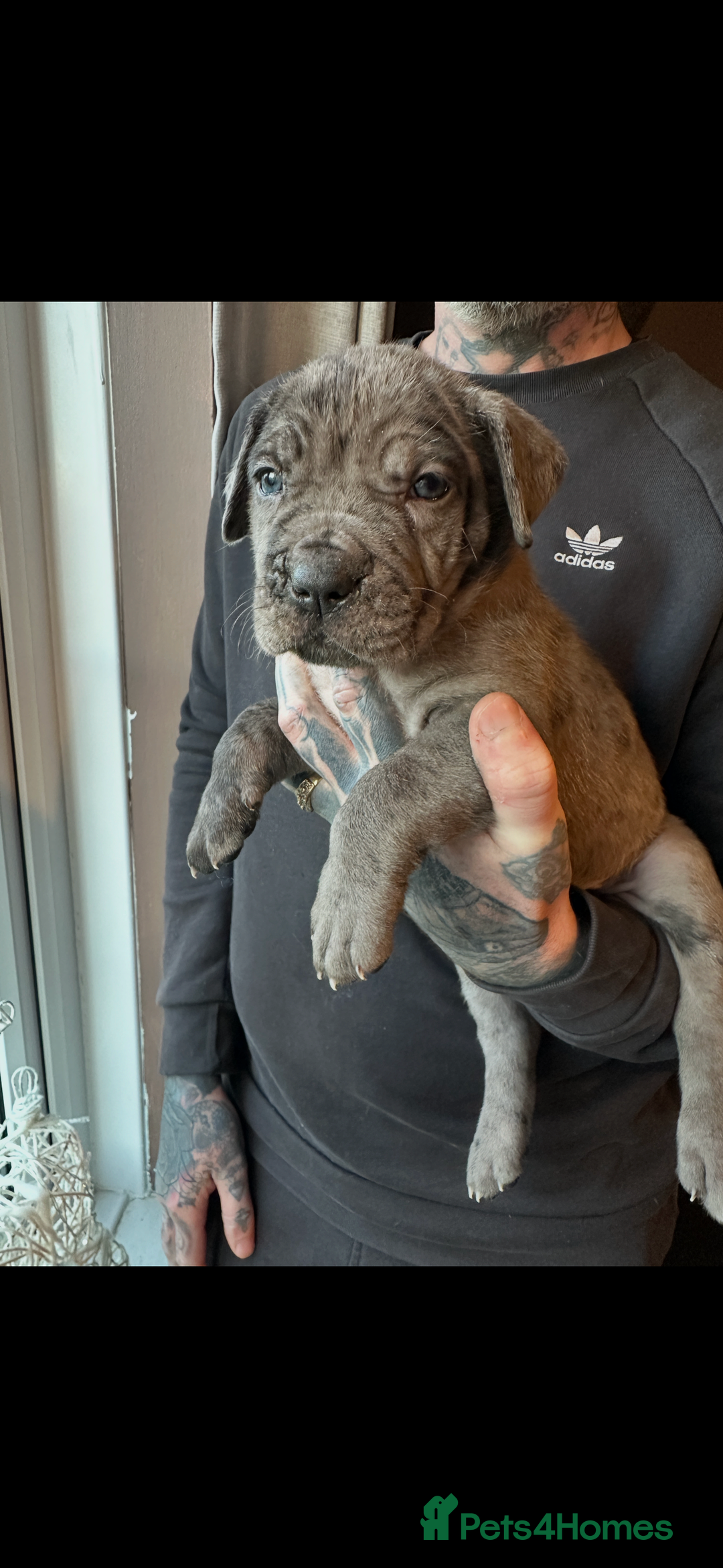 Mixed Breed dogs for sale: Presa X Neo puppies - Advert 9