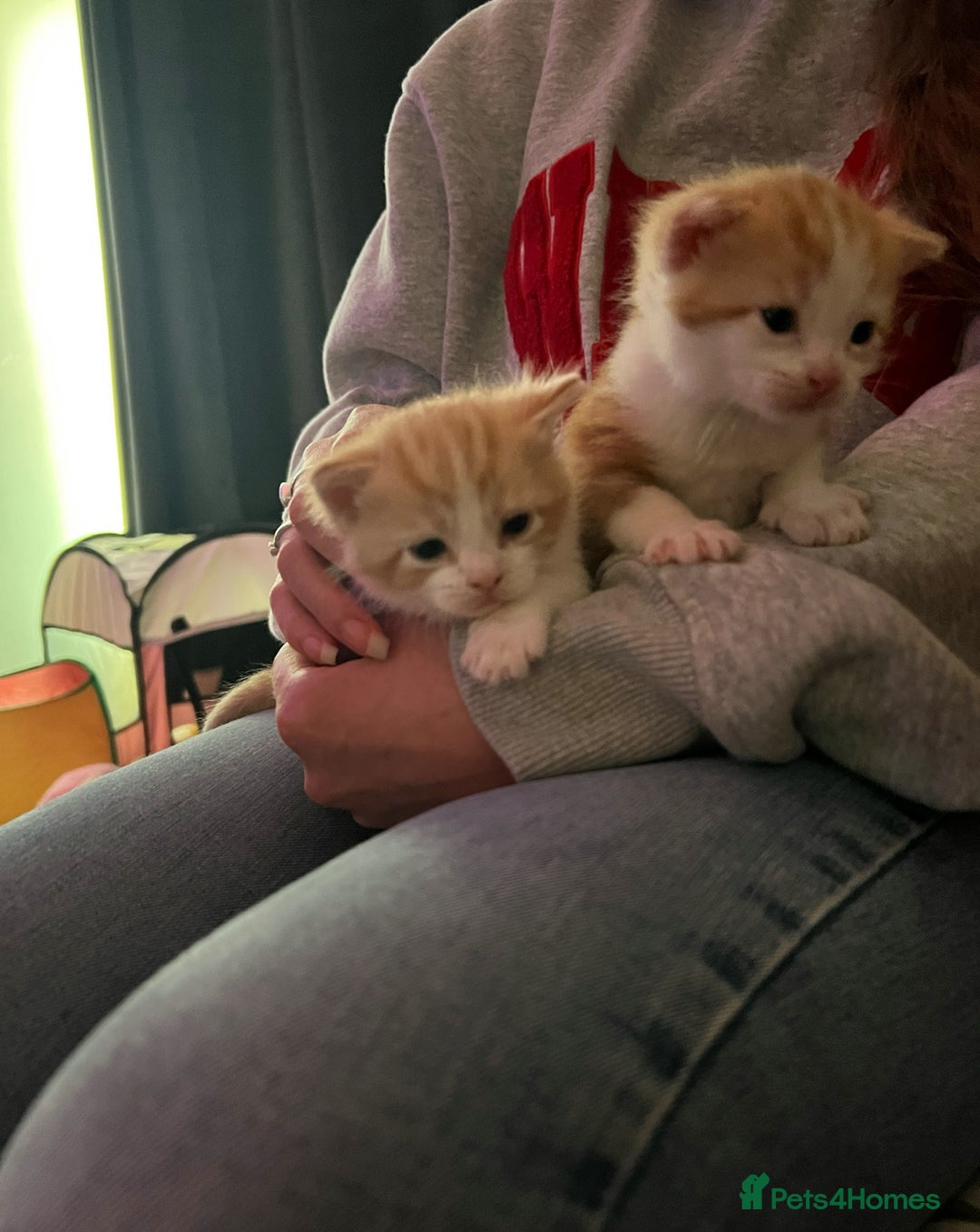 Mixed Breed cats for sale: Ginger mixed breed kittens - Image 2