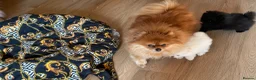 Pomeranian dogs for sale: Stunning KC Teddy Bear Pomeranians - Advert 3