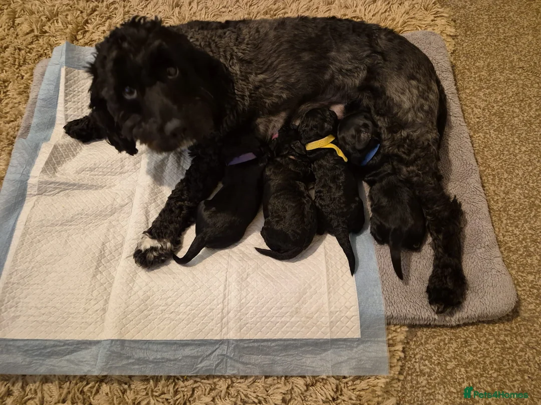 Cockapoo dogs for sale: Cockapoo - Advert 4