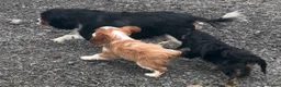 Cavalier King Charles Spaniel dogs for sale: Healthy DNA clear affectionate cuddly pups - Advert 4