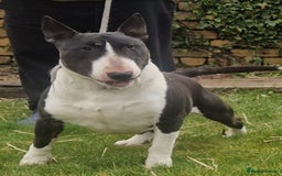 English Bull Terrier dogs for sale: English Bull Terrier Puppies - Image 10
