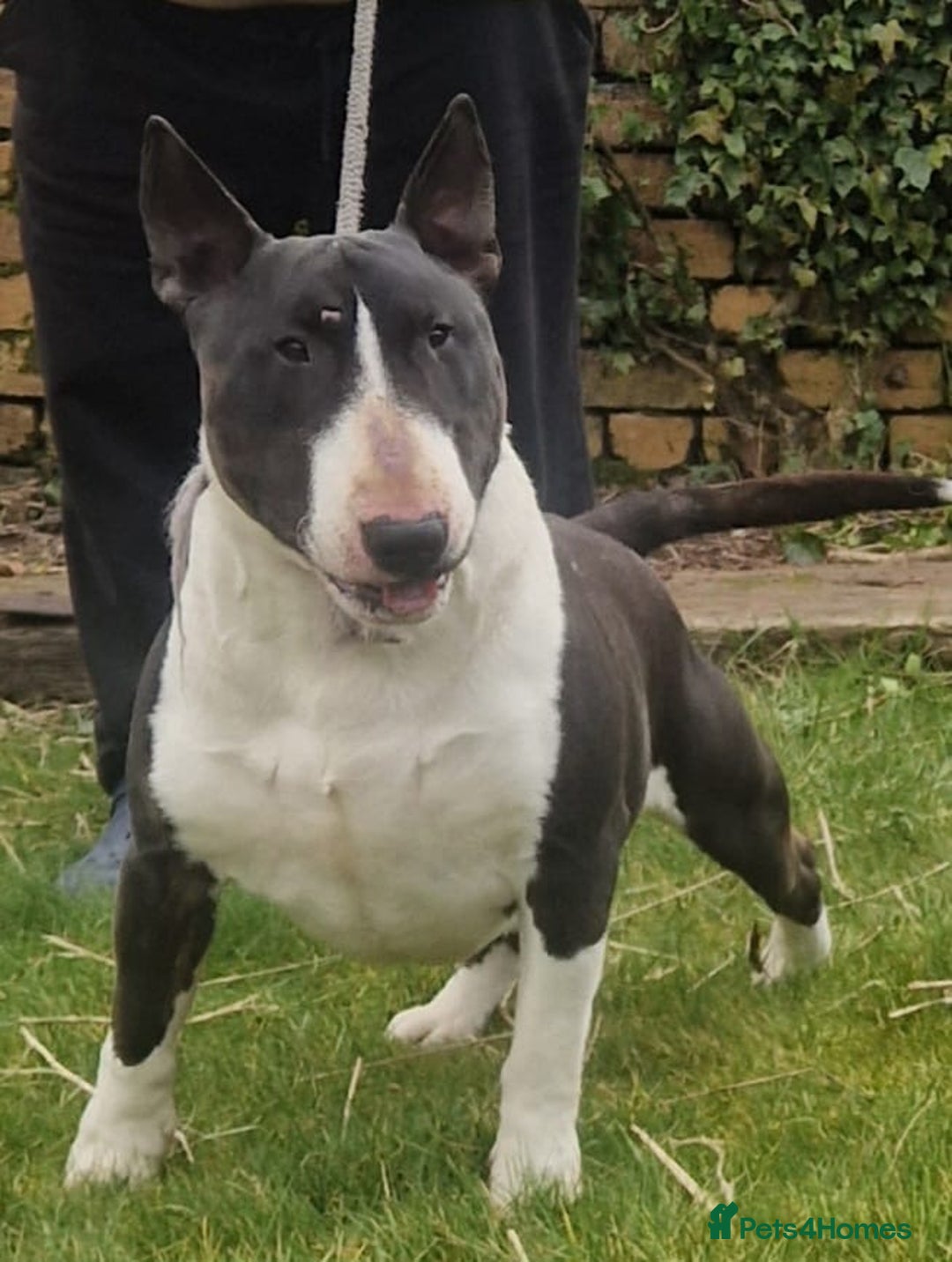 English Bull Terrier dogs for sale: English Bull Terrier Puppies - Image 10