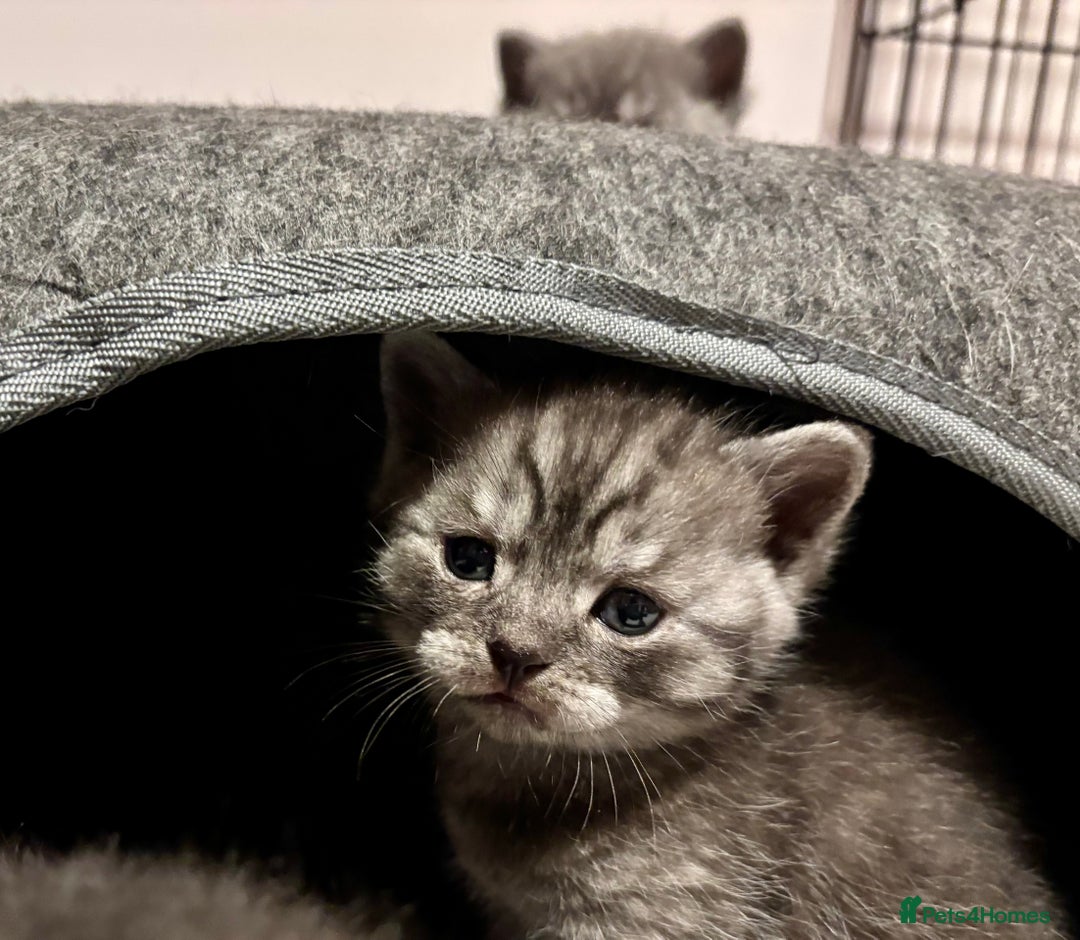 Mixed Breed cats for sale: Adorable kittens for sale - Advert 5