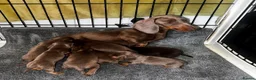 Dachshund dogs for sale: DACHSHUND PUPPIES LOOKING FOR NEW FOREVER HOMES🐶 - Advert 2