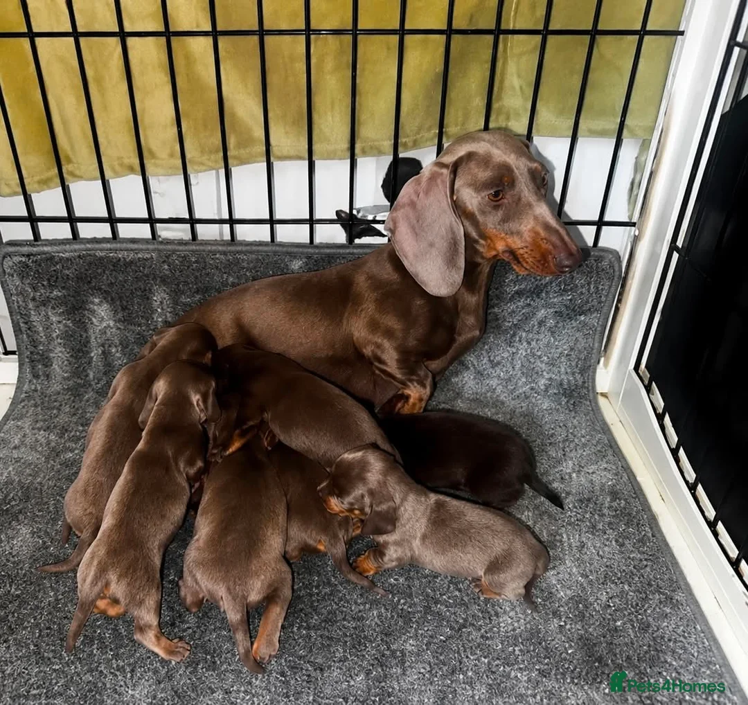 Dachshund dogs for sale: DACHSHUND PUPPIES LOOKING FOR NEW FOREVER HOMES🐶 - Advert 2