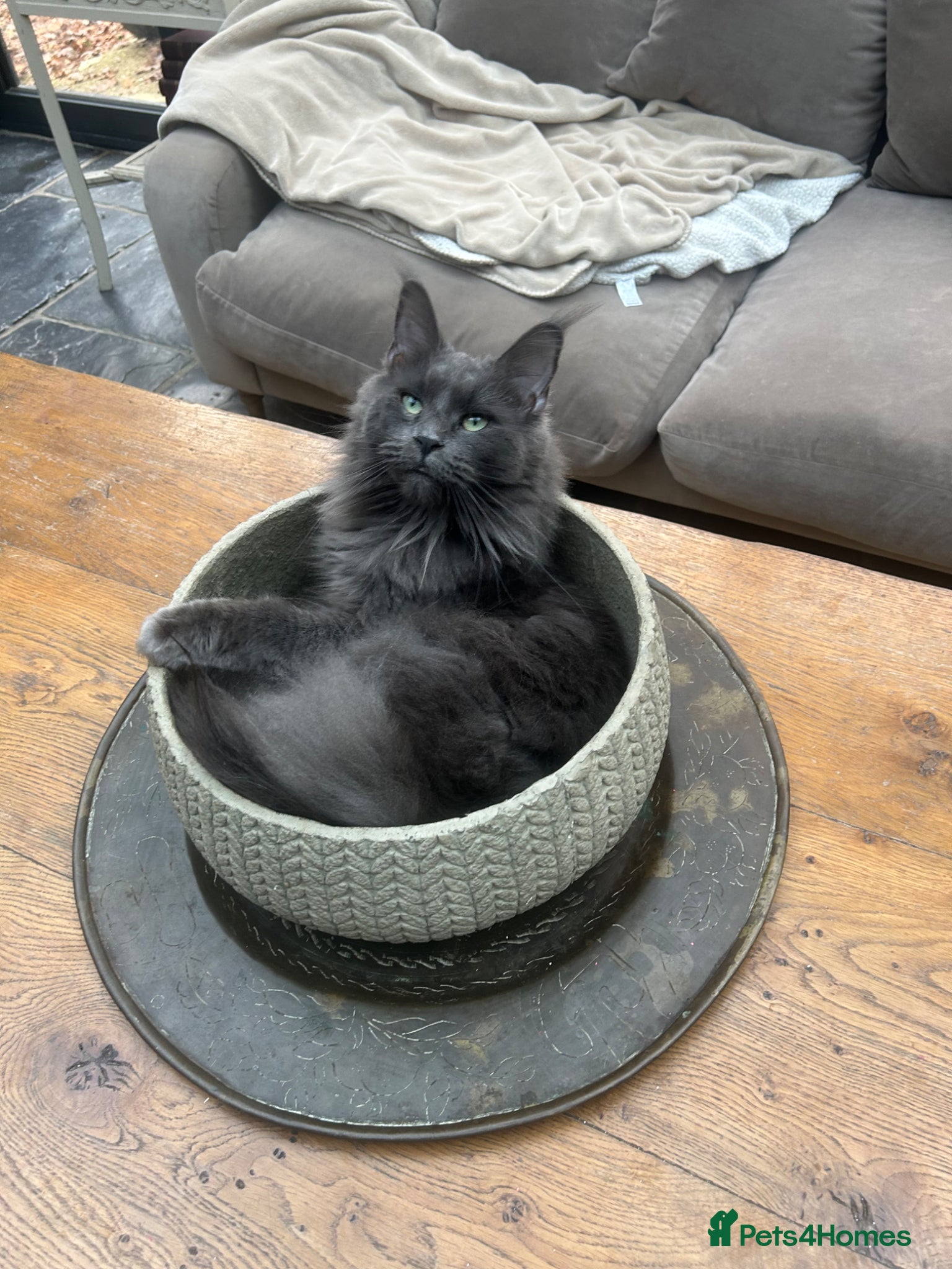 Maine Coon cats Exceptional blue-smoke Maine Coon Kittens 🔥  - Advert 1