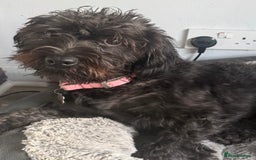 Labradoodle dogs for sale: Miniature Labradoodle RESERVED - Image 5