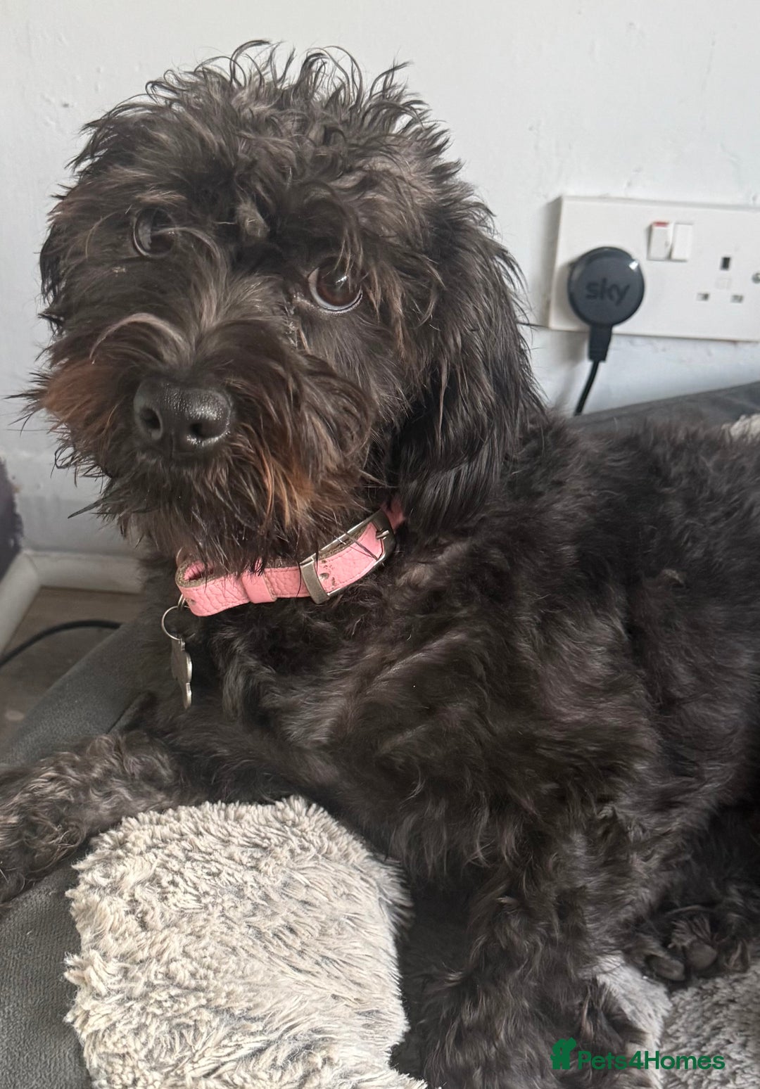 Labradoodle dogs for sale: Miniature Labradoodle RESERVED - Image 5