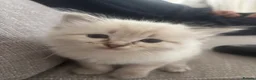 Mixed Breed cats for sale: Ragdoll Siberian Neva Masquerade Kittens - Advert 33