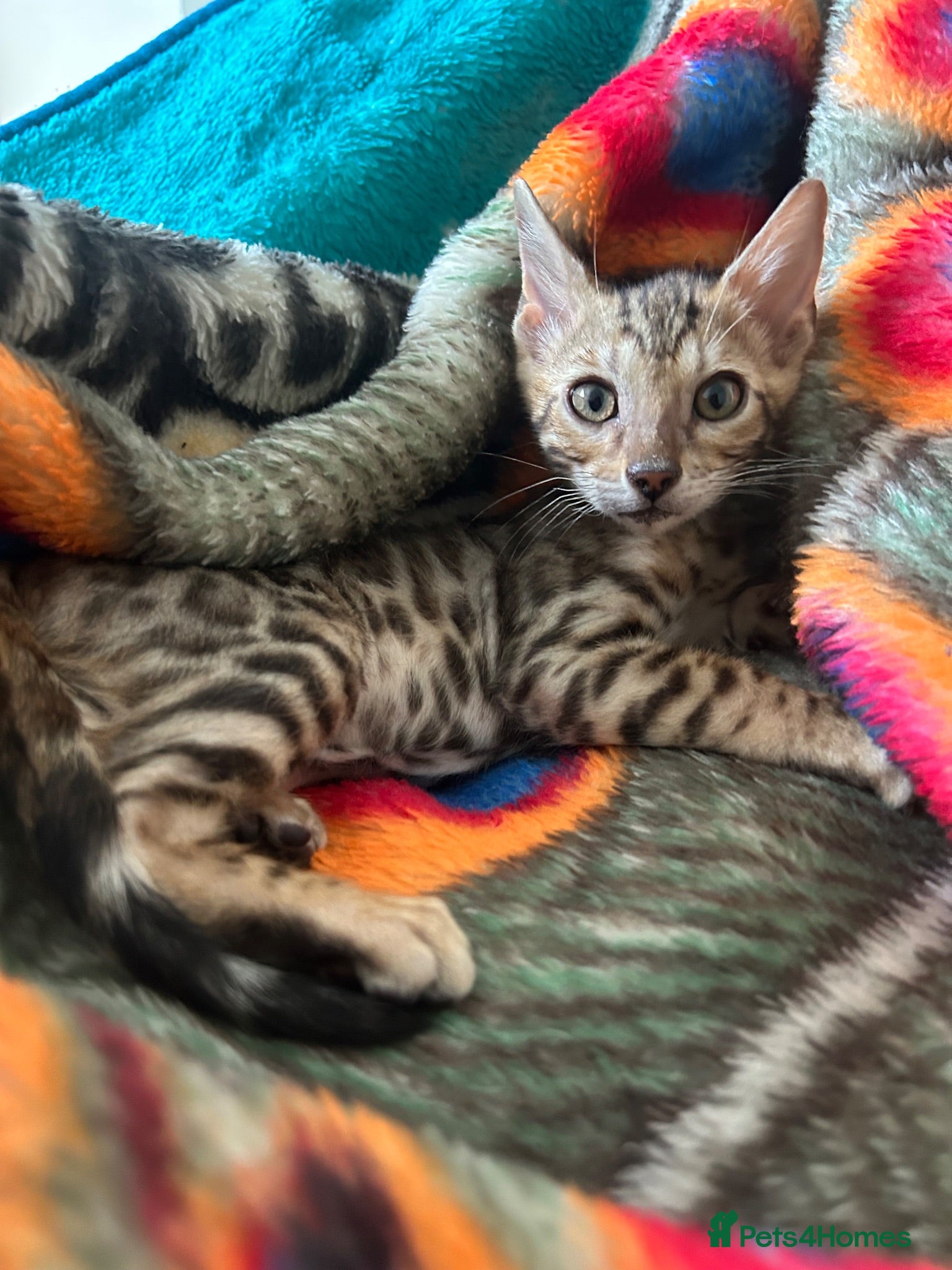 Bengal cats Adorable pure bred Bengal kitten  - Advert 4