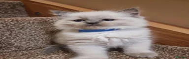 Ragdoll 4