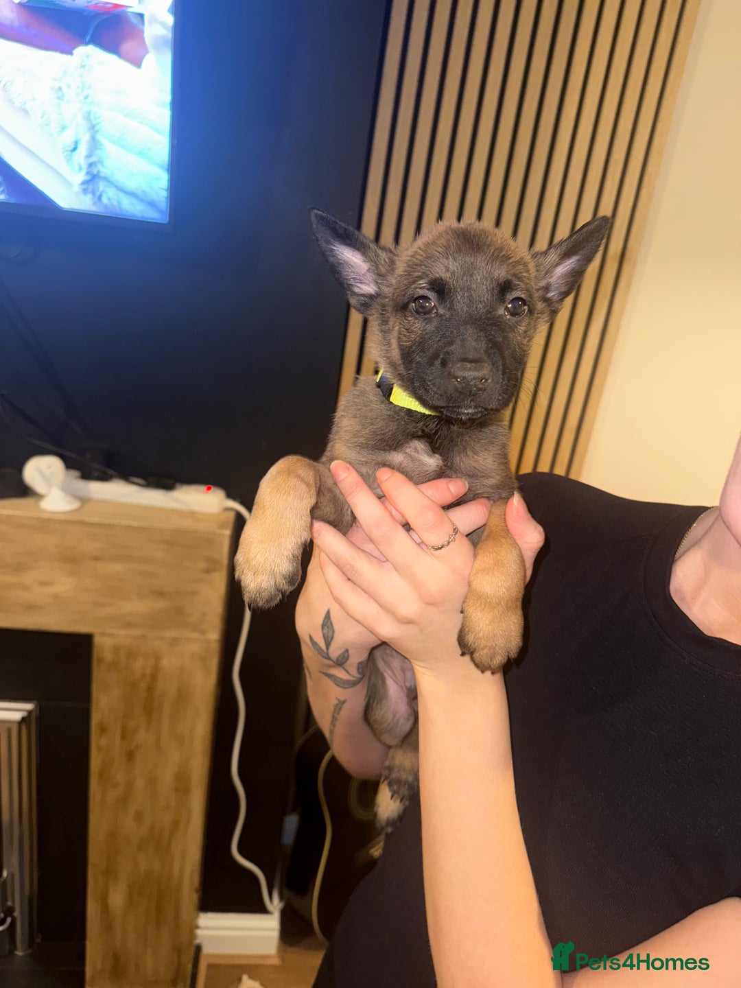 Belgian Shepherd Dog dogs for sale: Pure Belgian Malinois Puppies - Advert 31