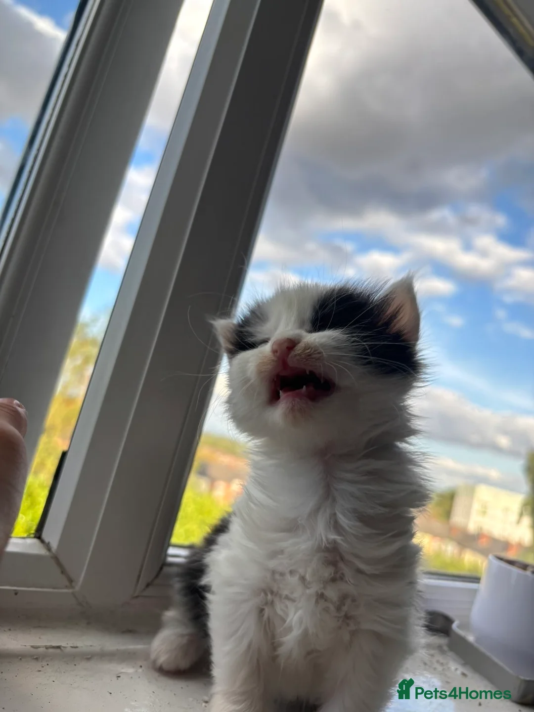 Domestic Shorthair cats for sale: 3 beautiful kittens.  in Walsall - Advert 2