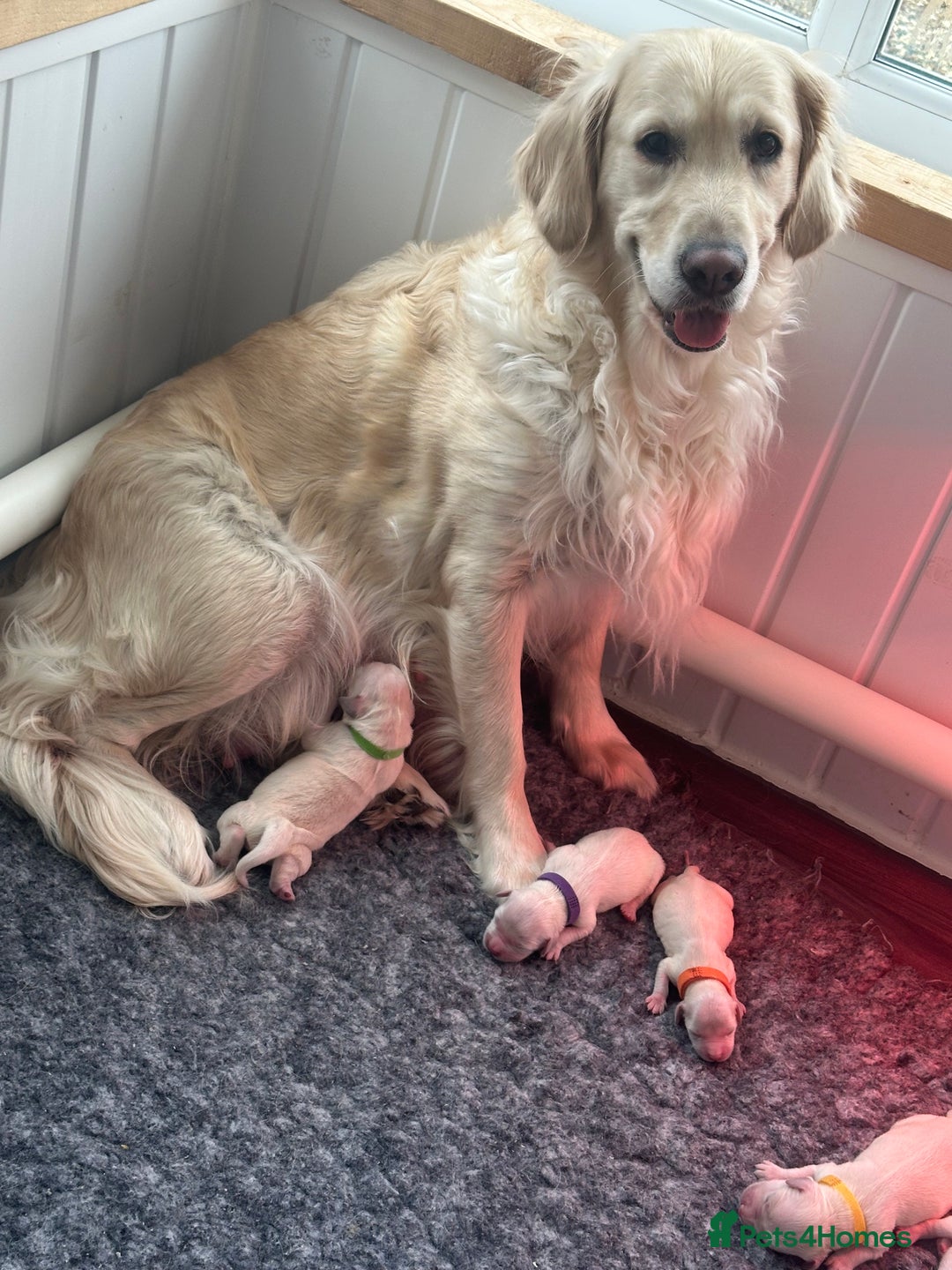 Golden Retriever dogs for sale: Beautiful kc reg cream golden retriever puppies - Advert 15