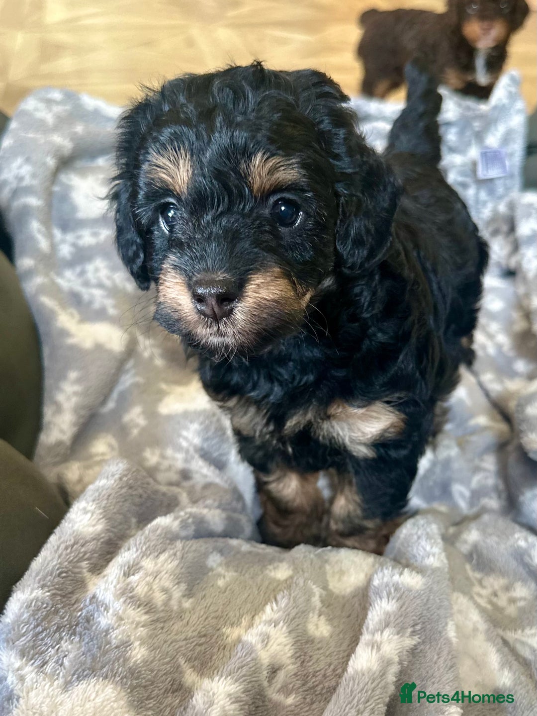 Cavapoo dogs for sale: Beautiful F1b cavapoo puppies - Image 13