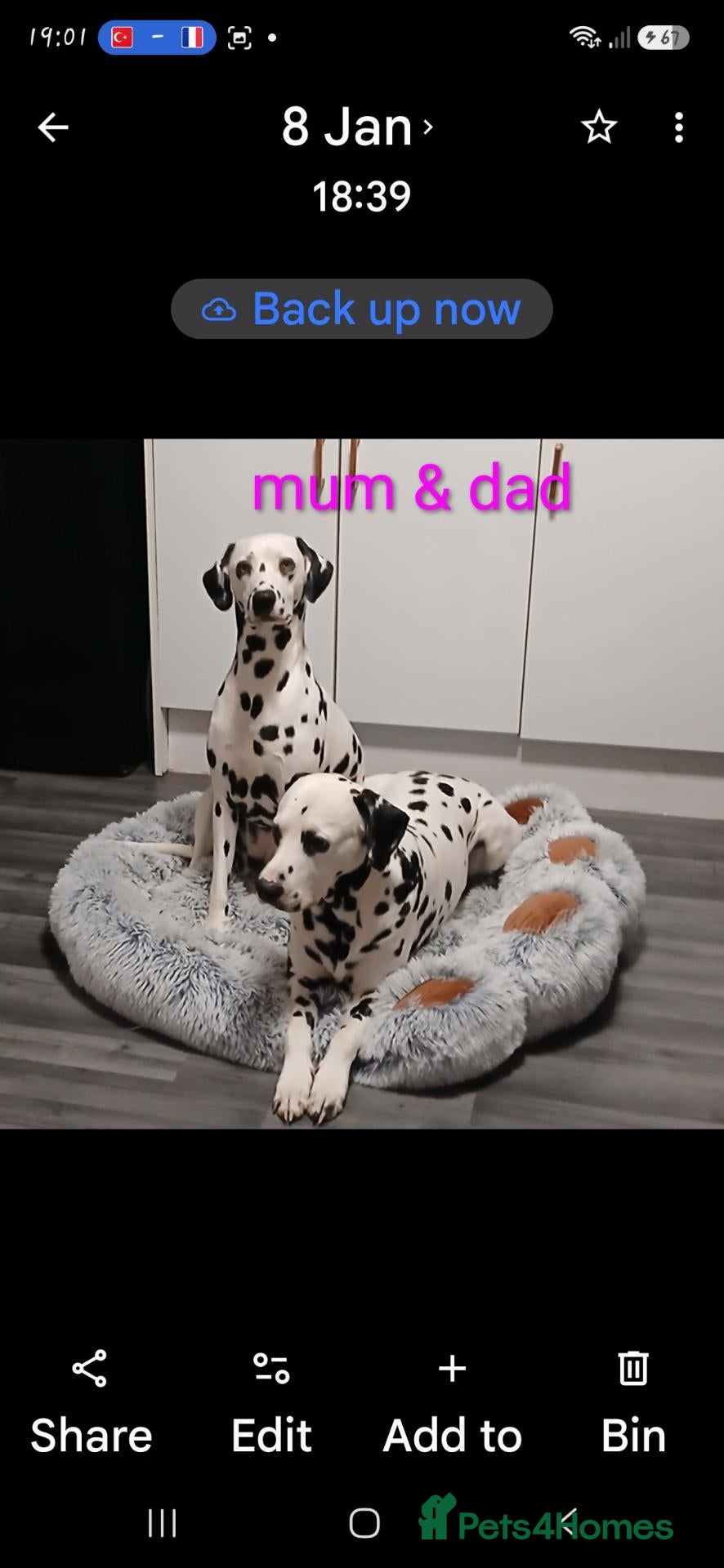 Dalmatian dogs 10 + dalmatian puppies, due beginning of october,  - Advert 1