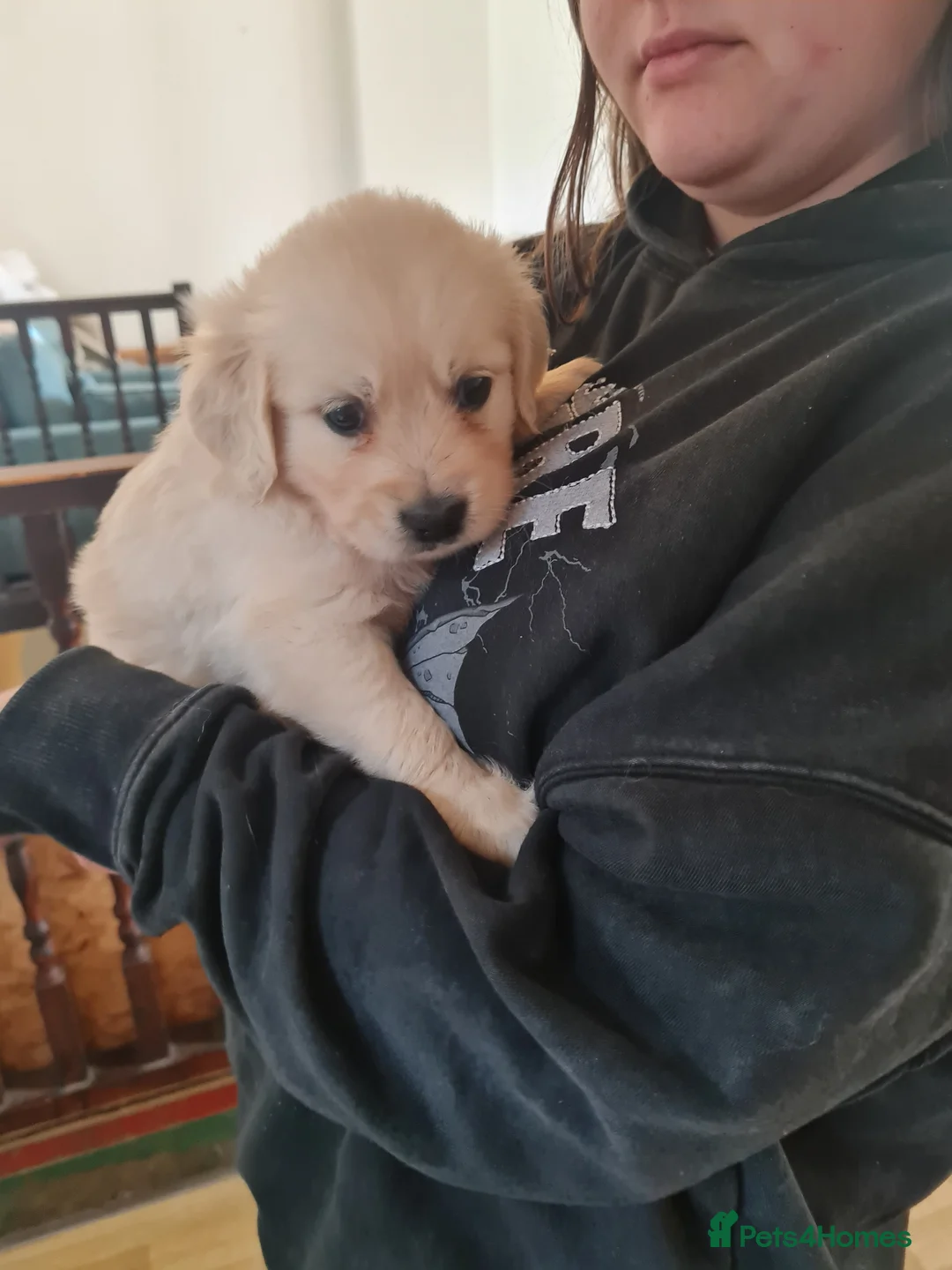 Golden Retriever dogs for sale: Golden retriever  - Advert 2