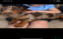 Miniature Dachshund dogs for sale: Miniature dachshund  - Image 13