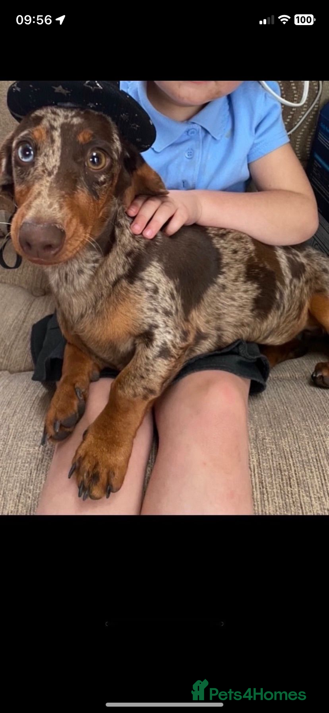 Miniature Dachshund dogs for sale: Miniature dachshund  - Image 13