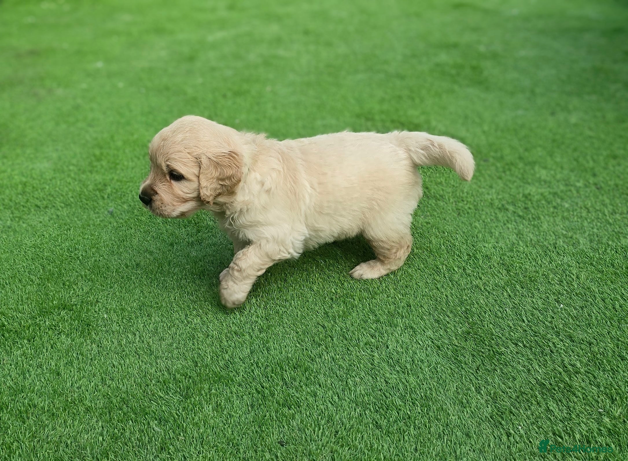 Golden Retriever dogs Adorable KC Registered Golden Retriever Pups - Advert 2